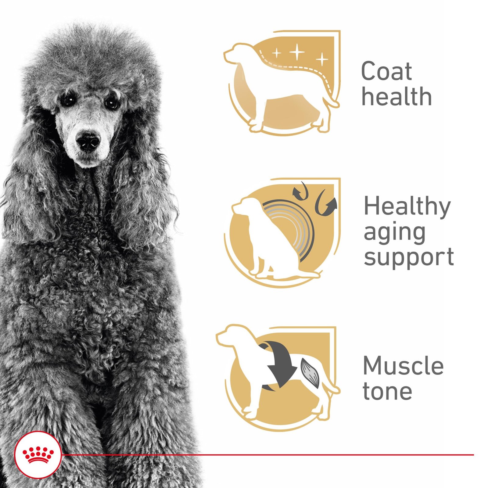 Royal Canin Breed Health Nutrition Poodle Adult Dry Dog Food, 10 lb Bag - Image 10